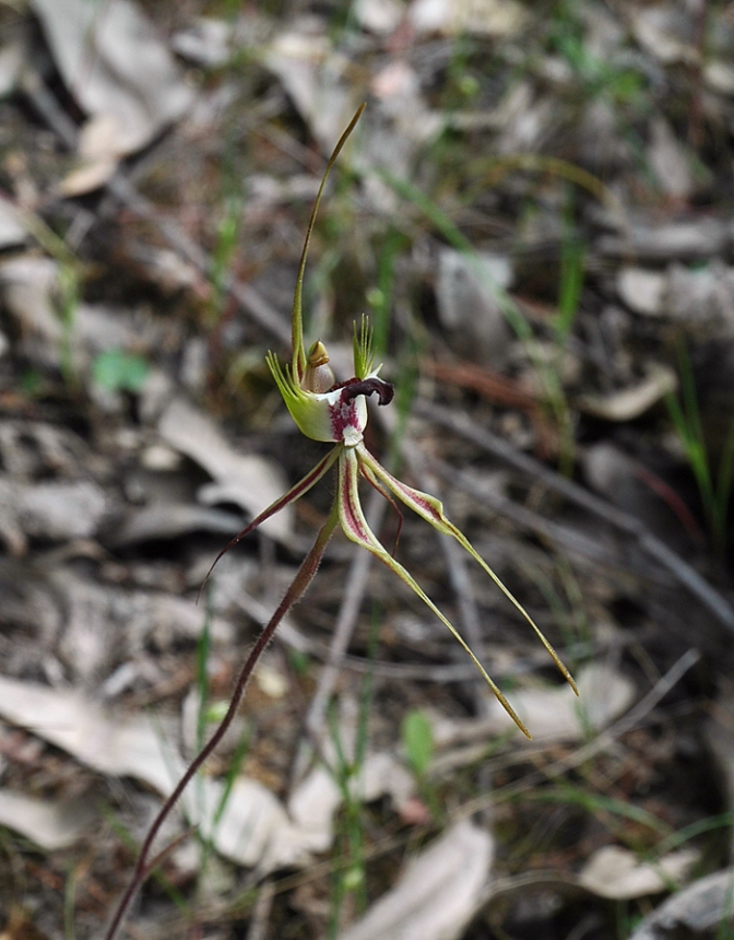 Green Combed Spider Orchid