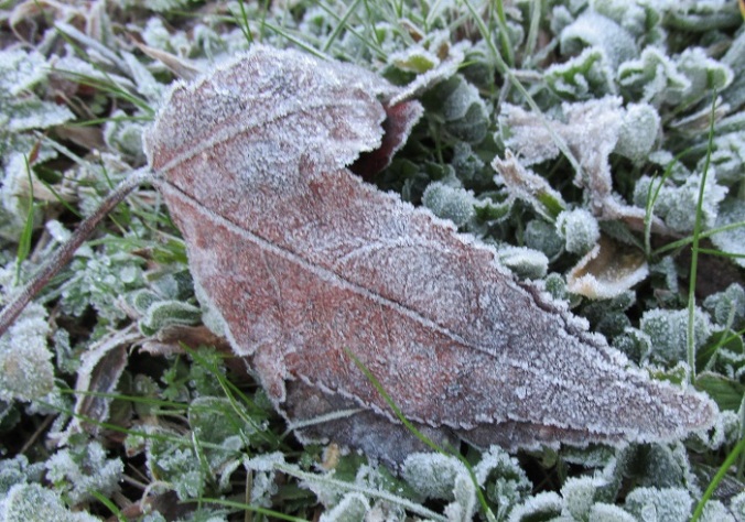 Frost - Leaf