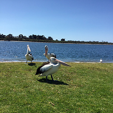 pelicans 2