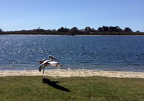 pelicans 4